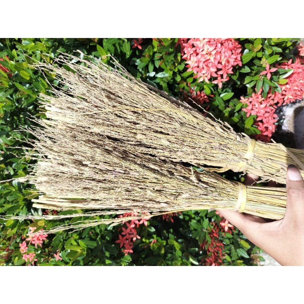 Sapu ketan hitam jerami ketan hitam merang ketan hitam