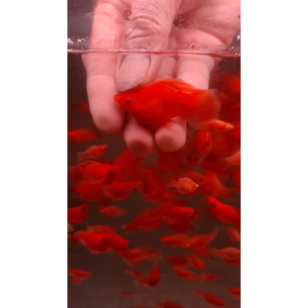 Ikan Molly balon merah, paket 5 ekor