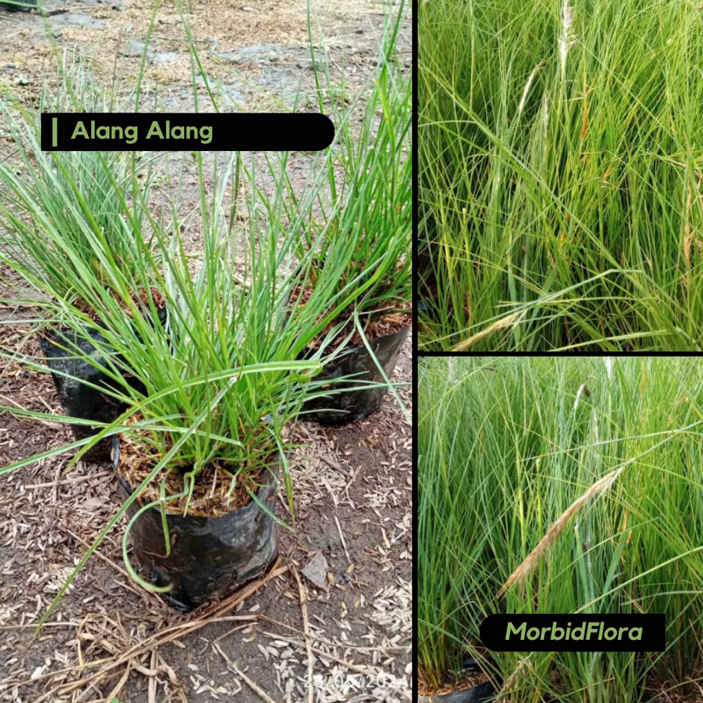 Tanaman Hias Alang Alang Putih / Ekor Kuda/ Rumput Ekor Kuda / Cogon Grass