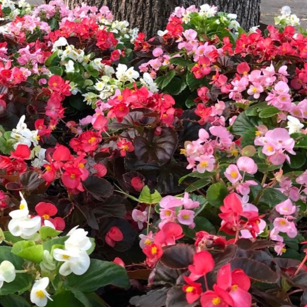 Tanaman Hias Begonia Merah Dengan Bunga Kuncup