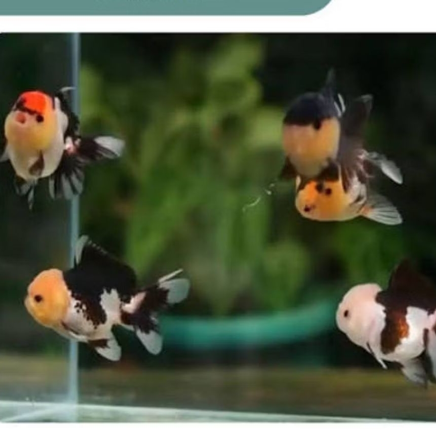 ikan koki panda tri collor (TERMURAH)