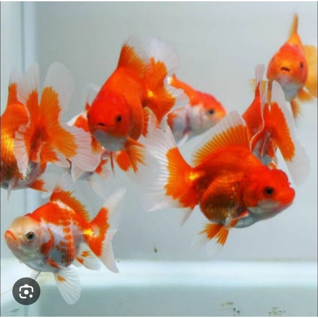 (TERMURAH) koki oranda & koki panda&koki oranda pw