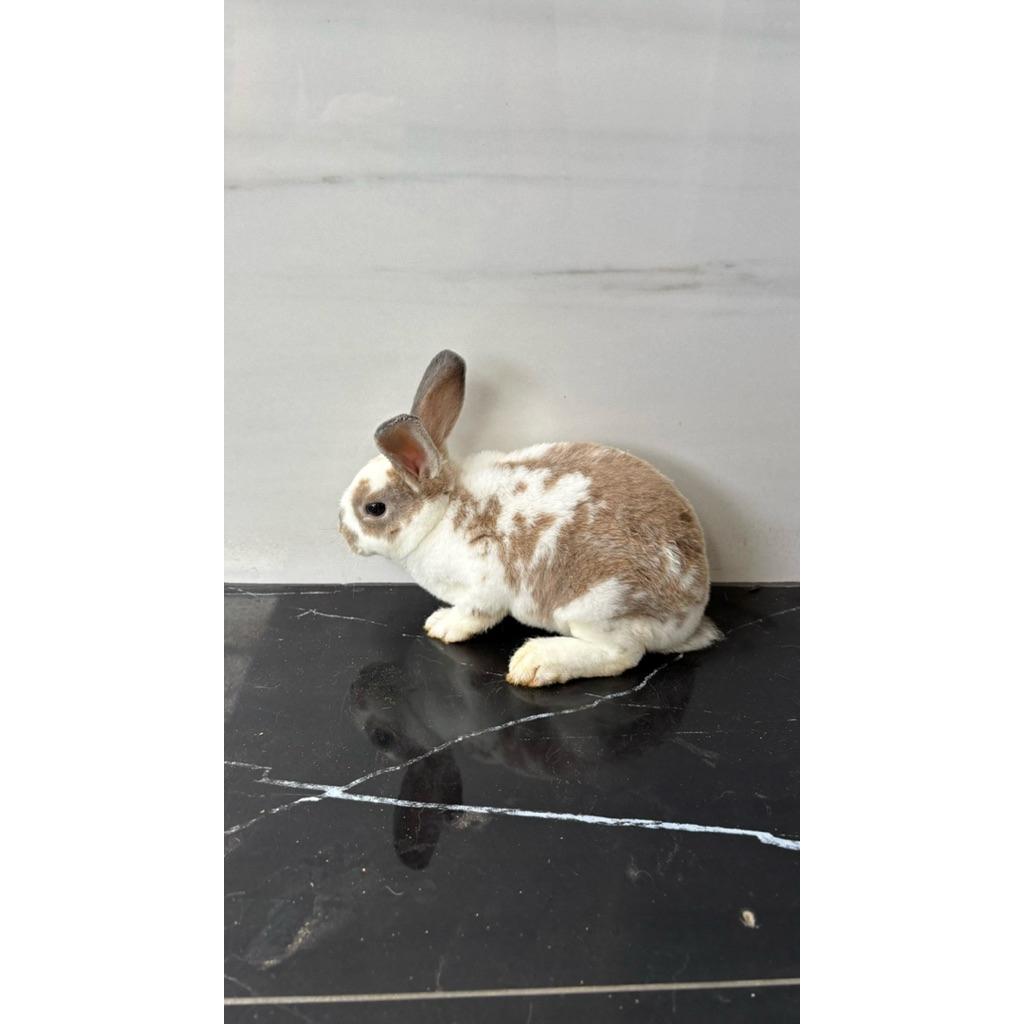 Jual murah kelinci Mini Rex Jantan Rabbit Bunny