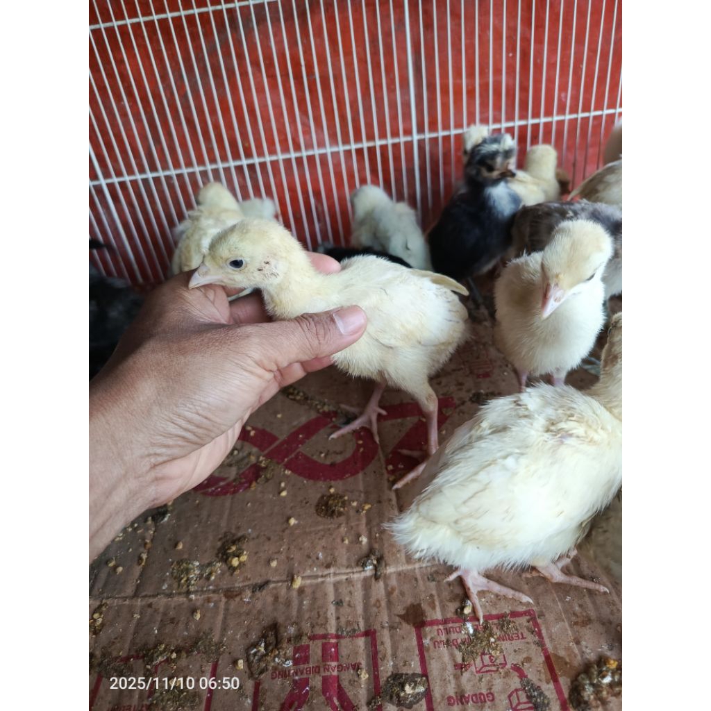 ayam kalkun anakan remaja besar