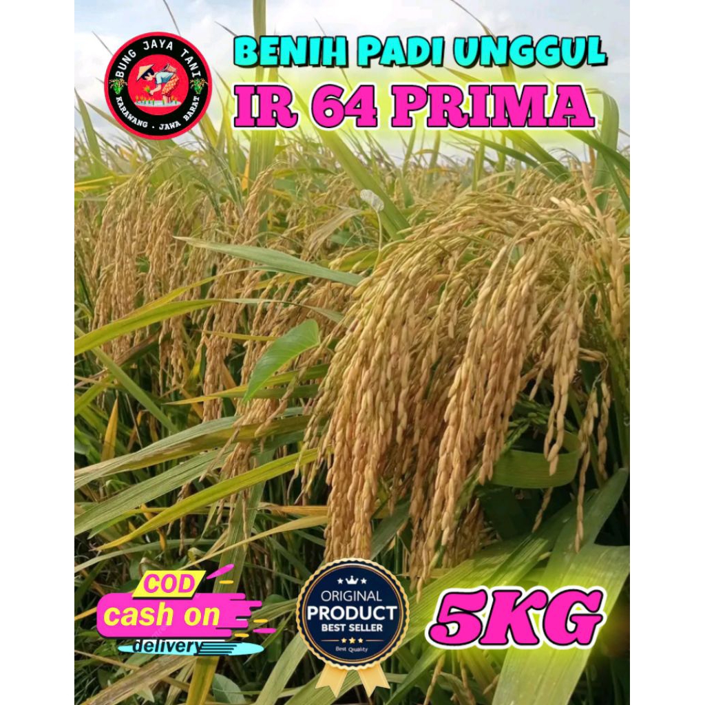 BENIH PADI UNGGUL BERKUALITAS IR 64 PRIMA KEMASAN 5KG