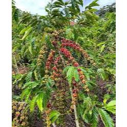 Bibit Kopi Robusta Biji Harga Termurah Asli Biji