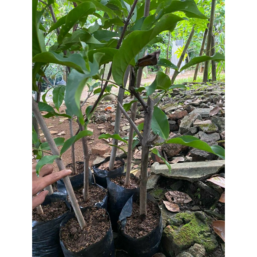 Bibit cangkokan jambu air dalhari