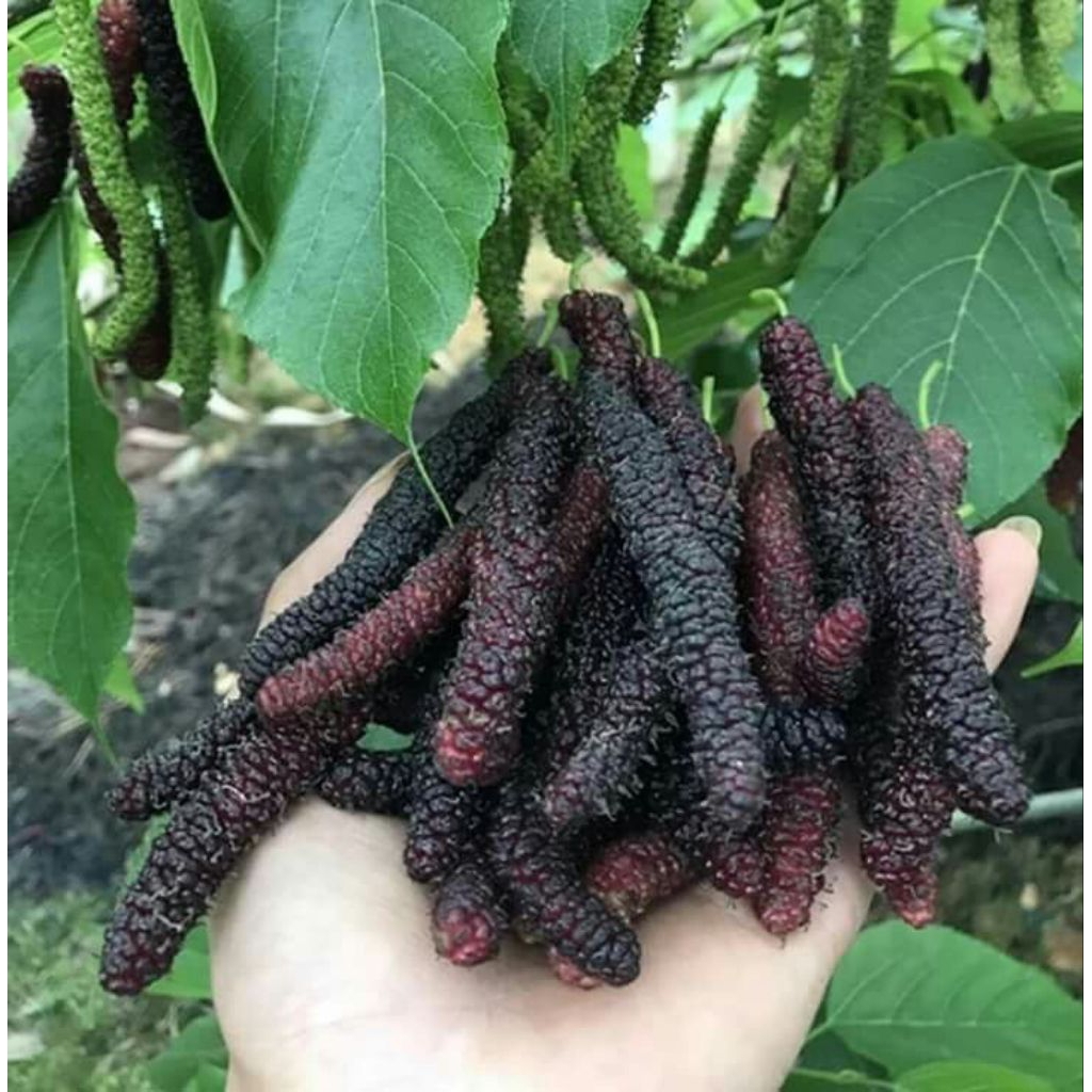 Tanaman buah long murbei (mulberry)/murbei besar.