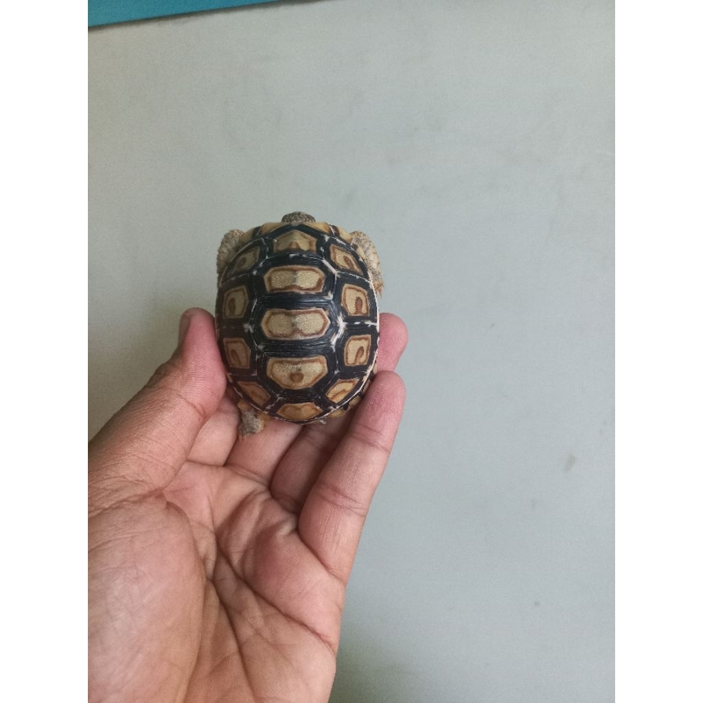 baby pardalis calon snow