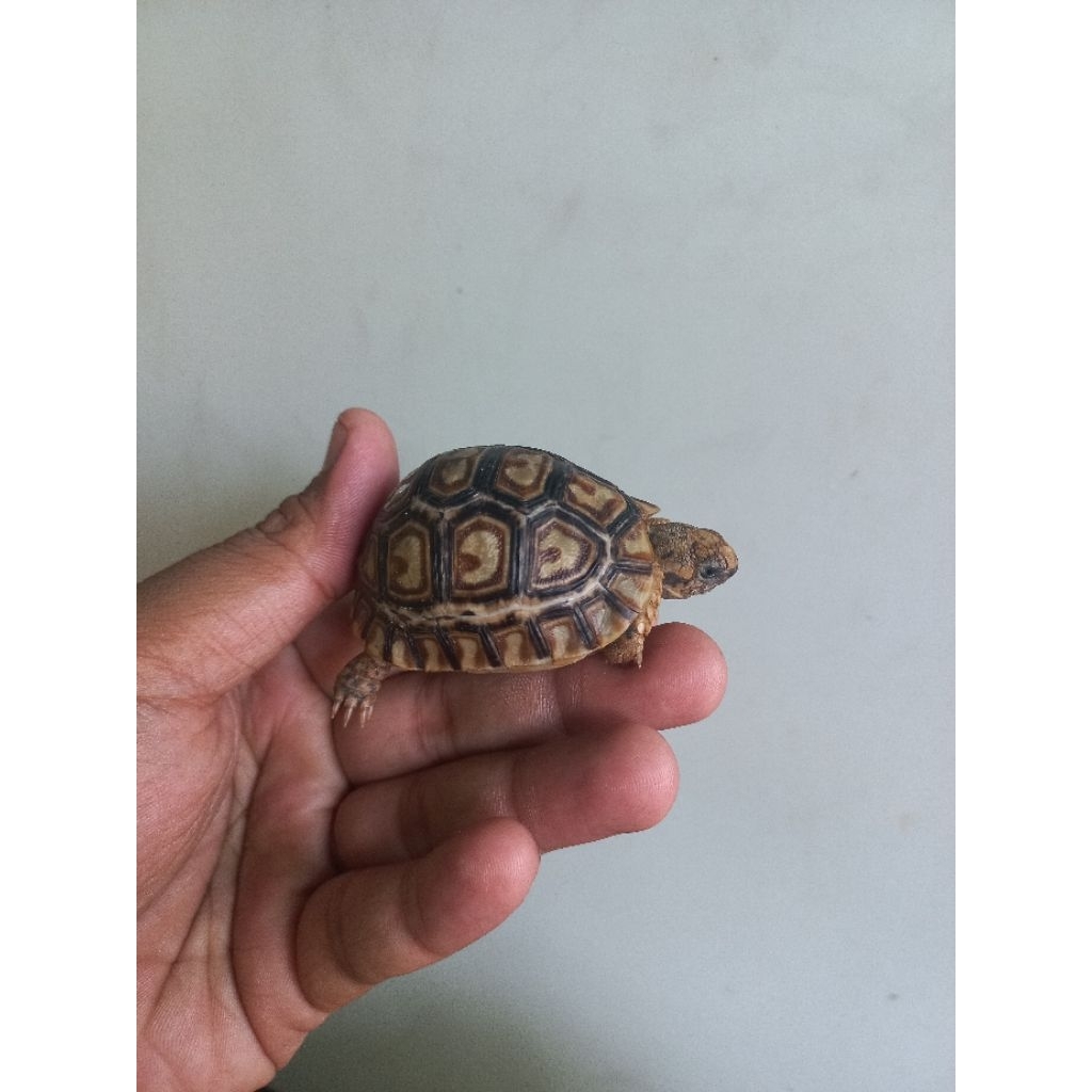 baby pardalis calon snow