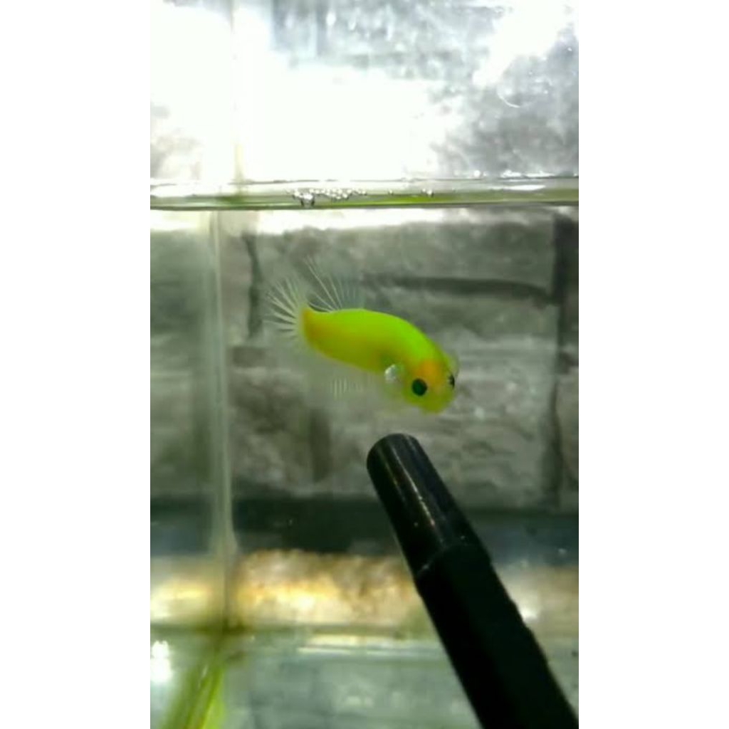Cupang Hias Glofish Hijau Nyala Koleksi Terbaru