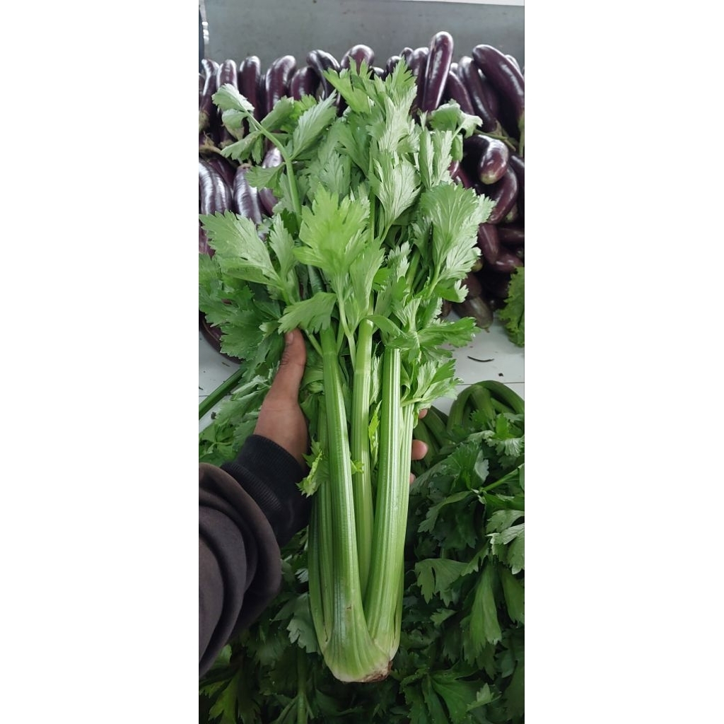 Seledri Batang Fresh untuk Masakan dan Jus