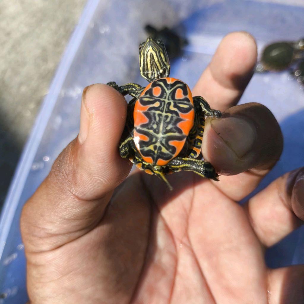 Mainan Anak Kura Kura Picta Belly Painted Turtle Ukuran 3cm Sehat Hidup Normal Hiasan Aquarium Kolam