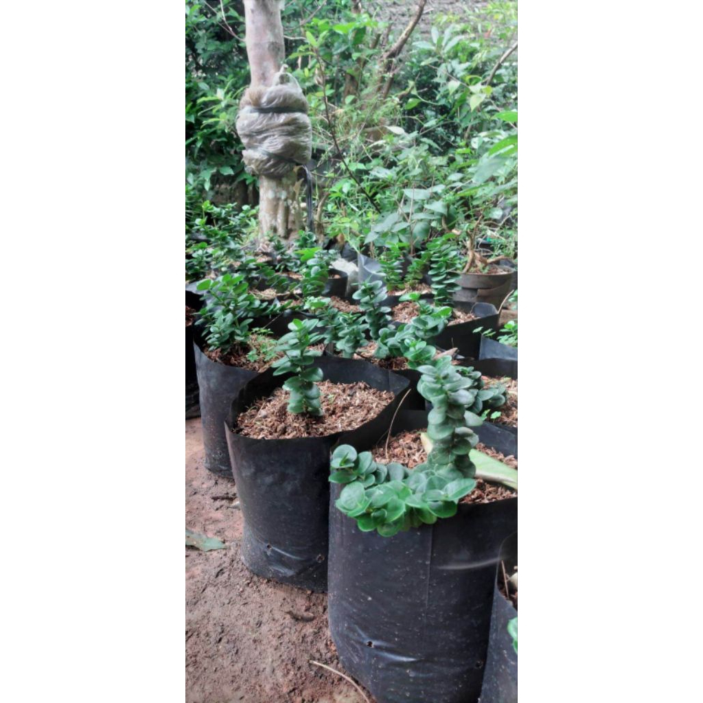 Bibit tanaman buah plum natalplum bonsai