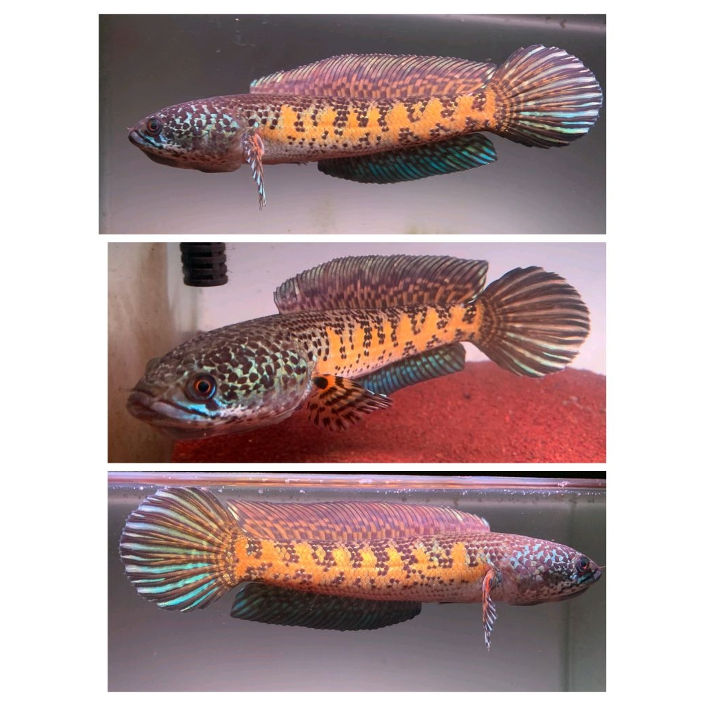 Pakan Auranti SSB single tank 20cm