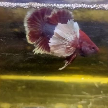 Cupang Plakat Dumbo ear Lavender