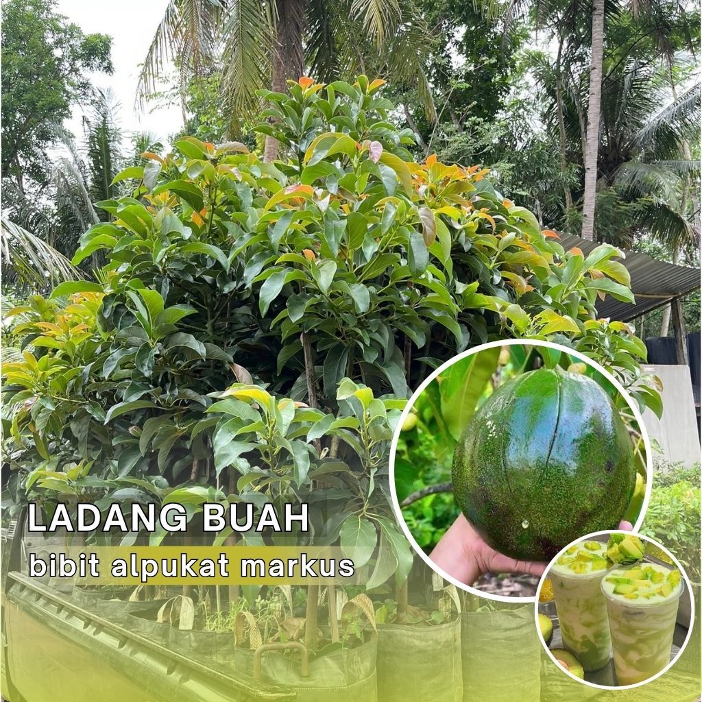 Bibit Alpukat Markus Super Jumbo Genjah Batang Besar