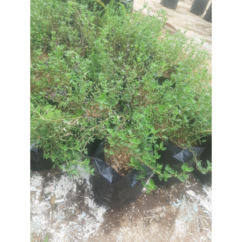 thyme/tanaman herbal/bumbu masak/bibit thyme