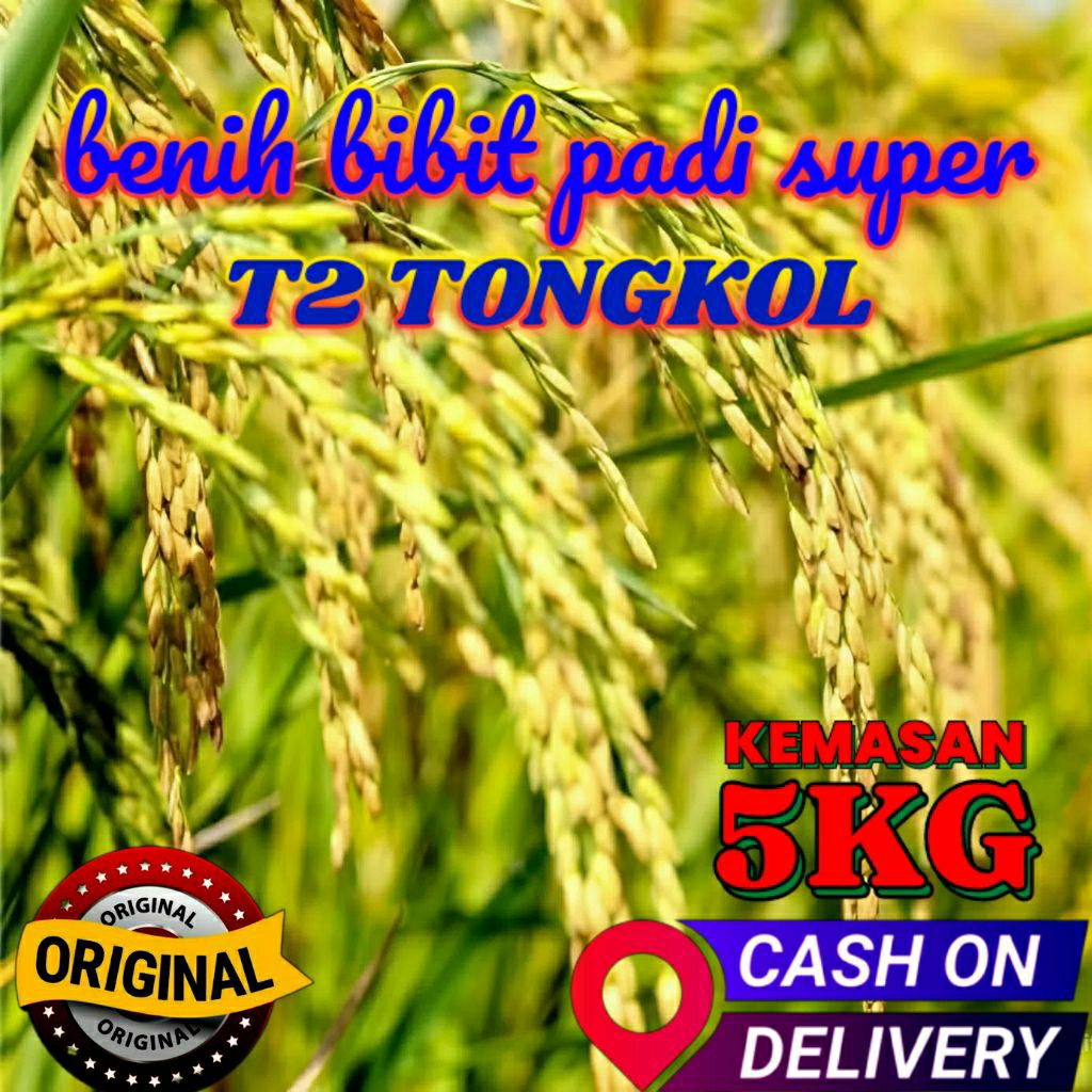 BENIH PADI SUPER (T2 TONGKOL) KEMASAN (5KG) ORIGINAL