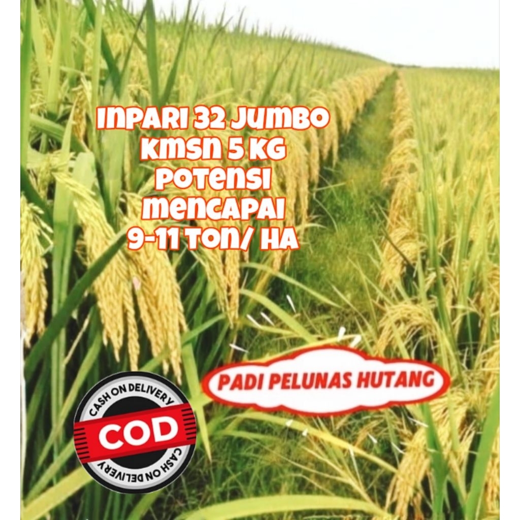 Benih padi super unggul inpari 32 jumbo kemasan 5kg