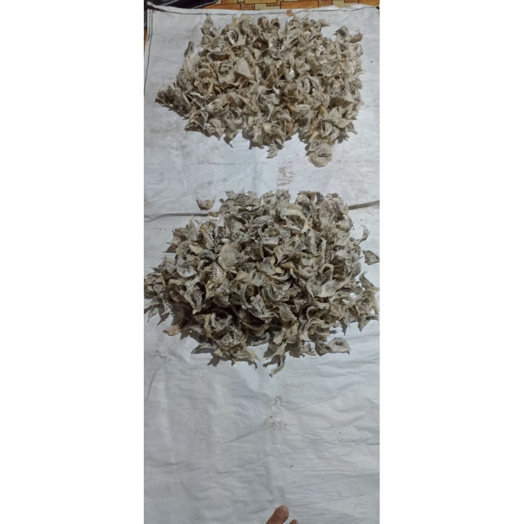 Sarang Burung Walet Kotor Asli Kalimantan