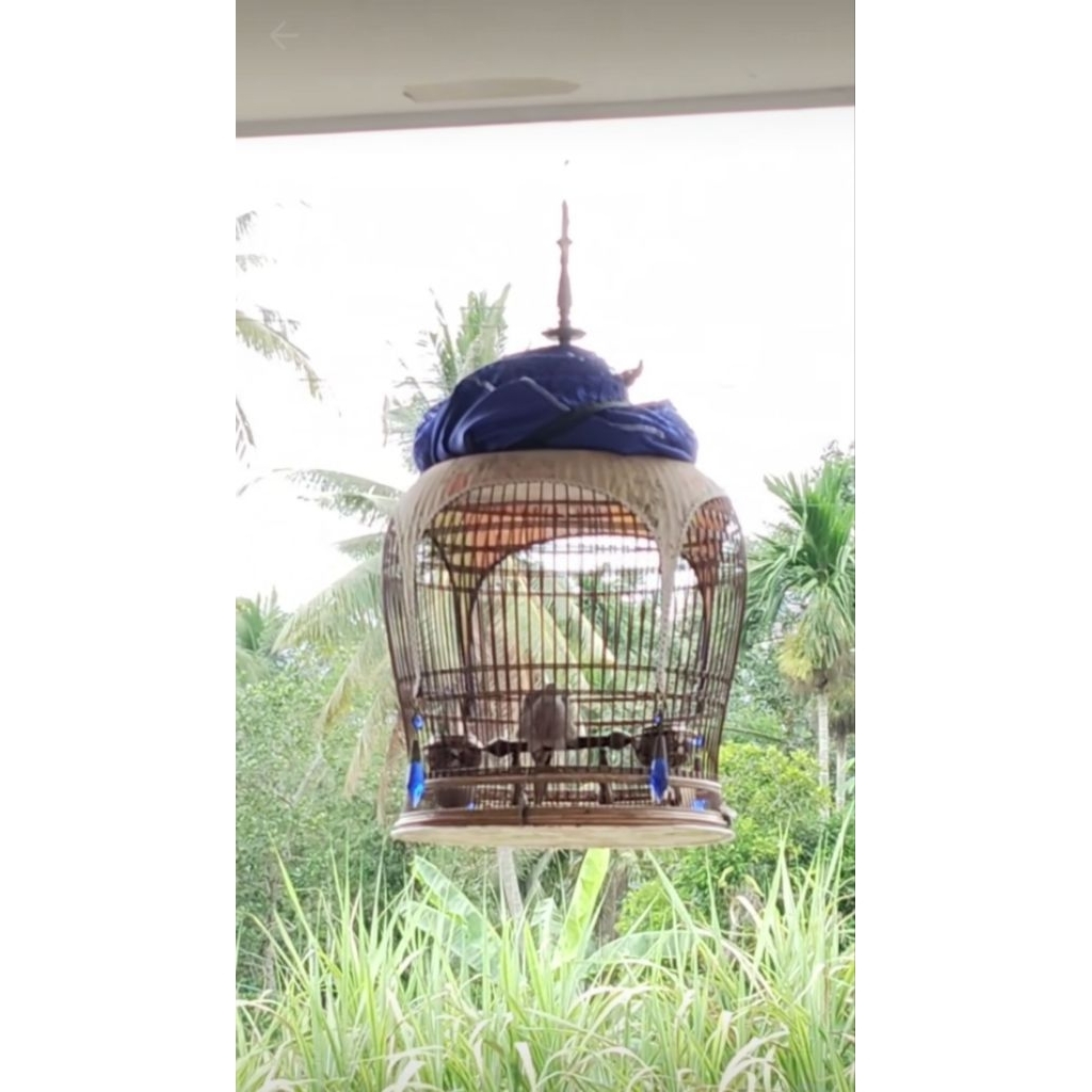 Burung Perkutut Bangkok Ori Usia Remaja