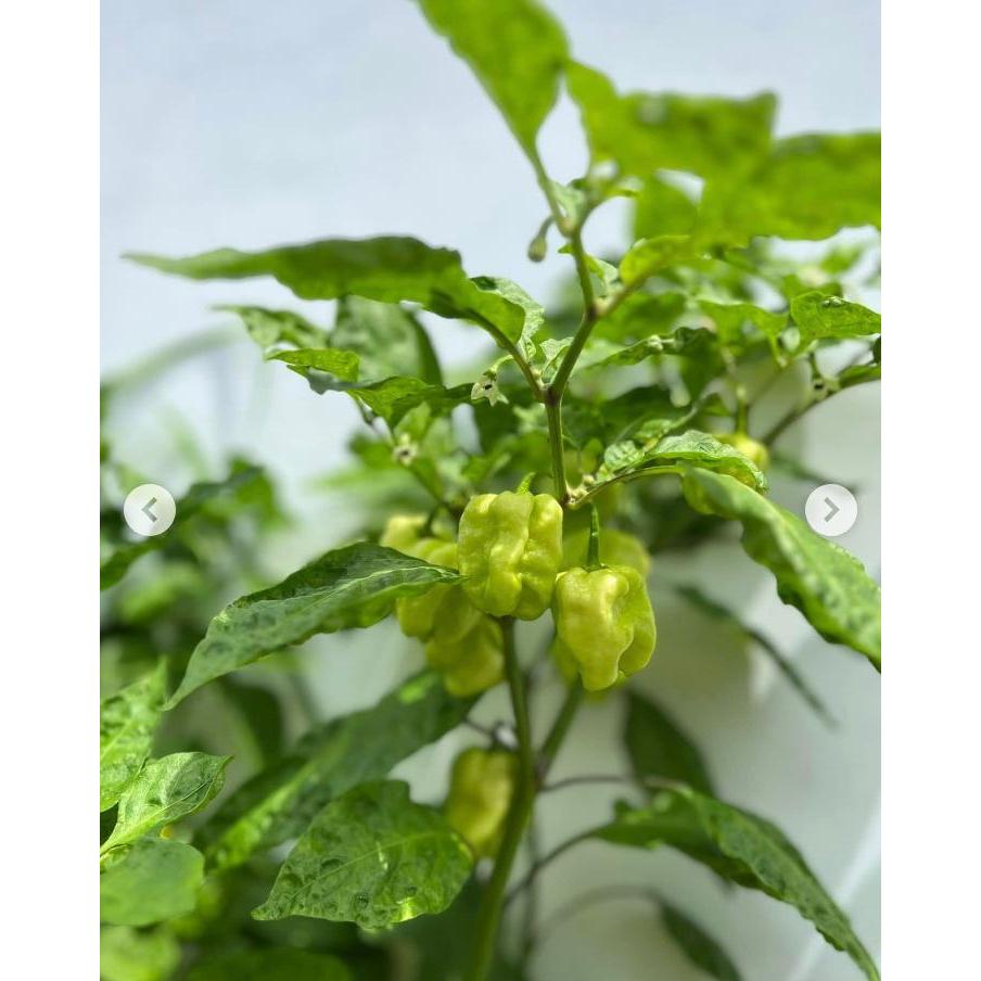 COD AJA - Bibit Cabai Katokkon