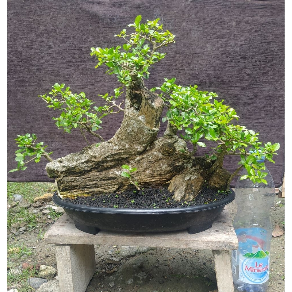Bonsai serut besar panorama raft style cakep realpict + pot