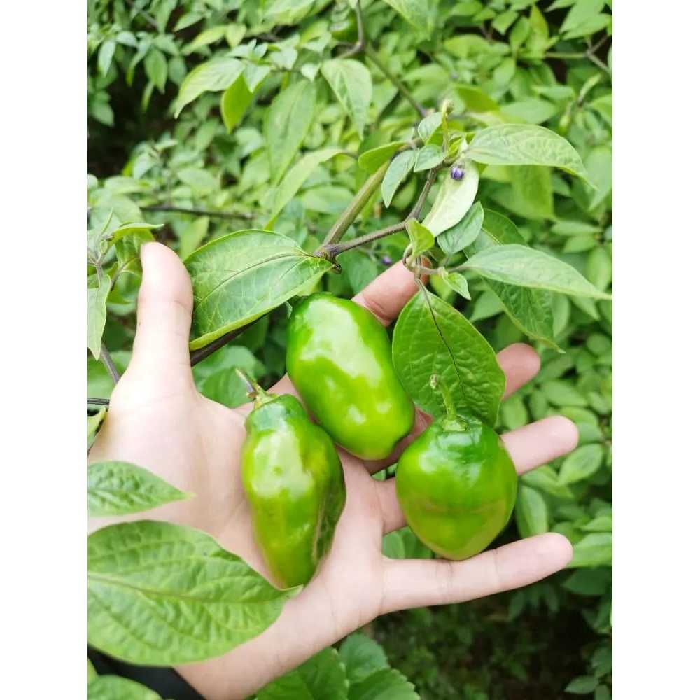 COD AJA - Bibit Cabai Gendot