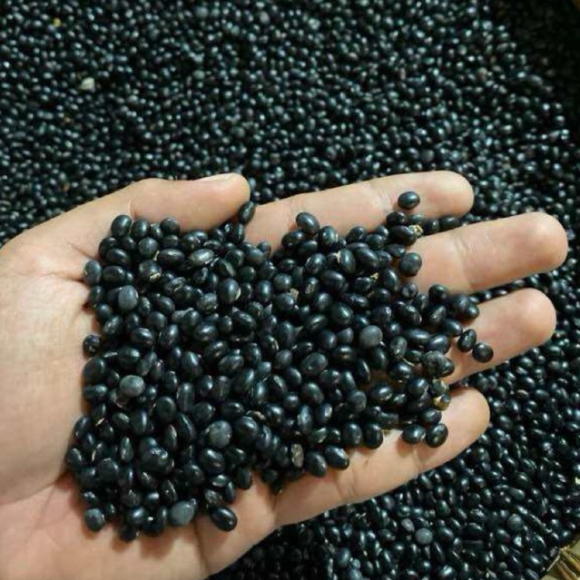 BIJI KEDELAI Hitam mentah malika murah