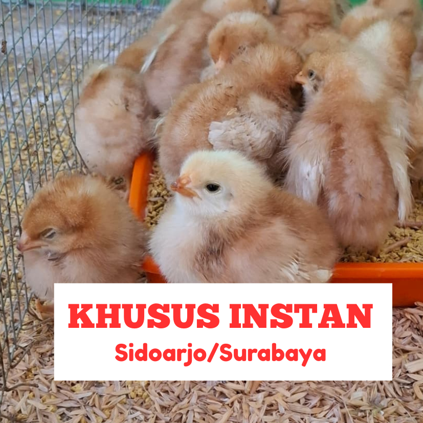 DOC Petelur Super Grade A CP (Charoen Pokphand) 909 Hy Line Brown