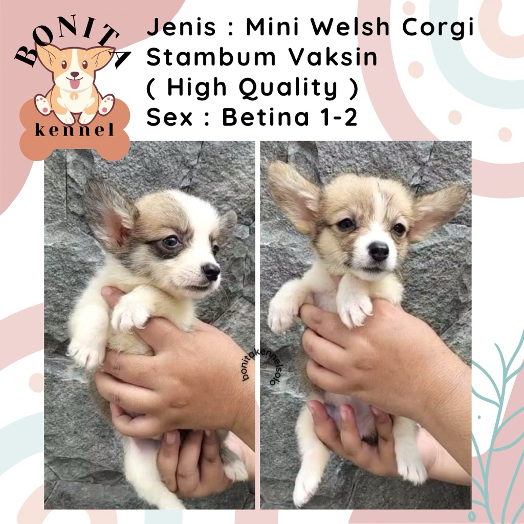 Mini Welsh Corgi Stambum Jantan Betina Anak Anjing Corgi