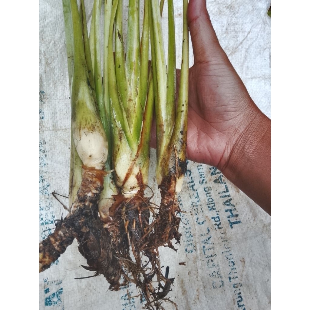 bibit sereh besar 1kg petik dadakan/bibit sereh/bibit rempah/sereh