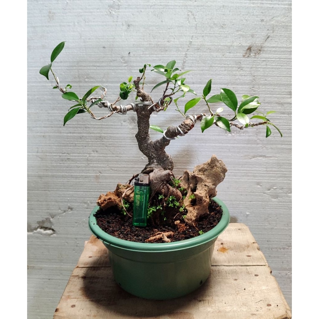 bonsai beringin kimeng on the rock