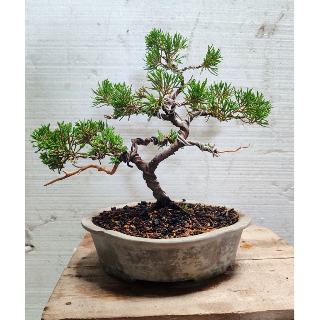 bonsai cemara sinensis siap pajang