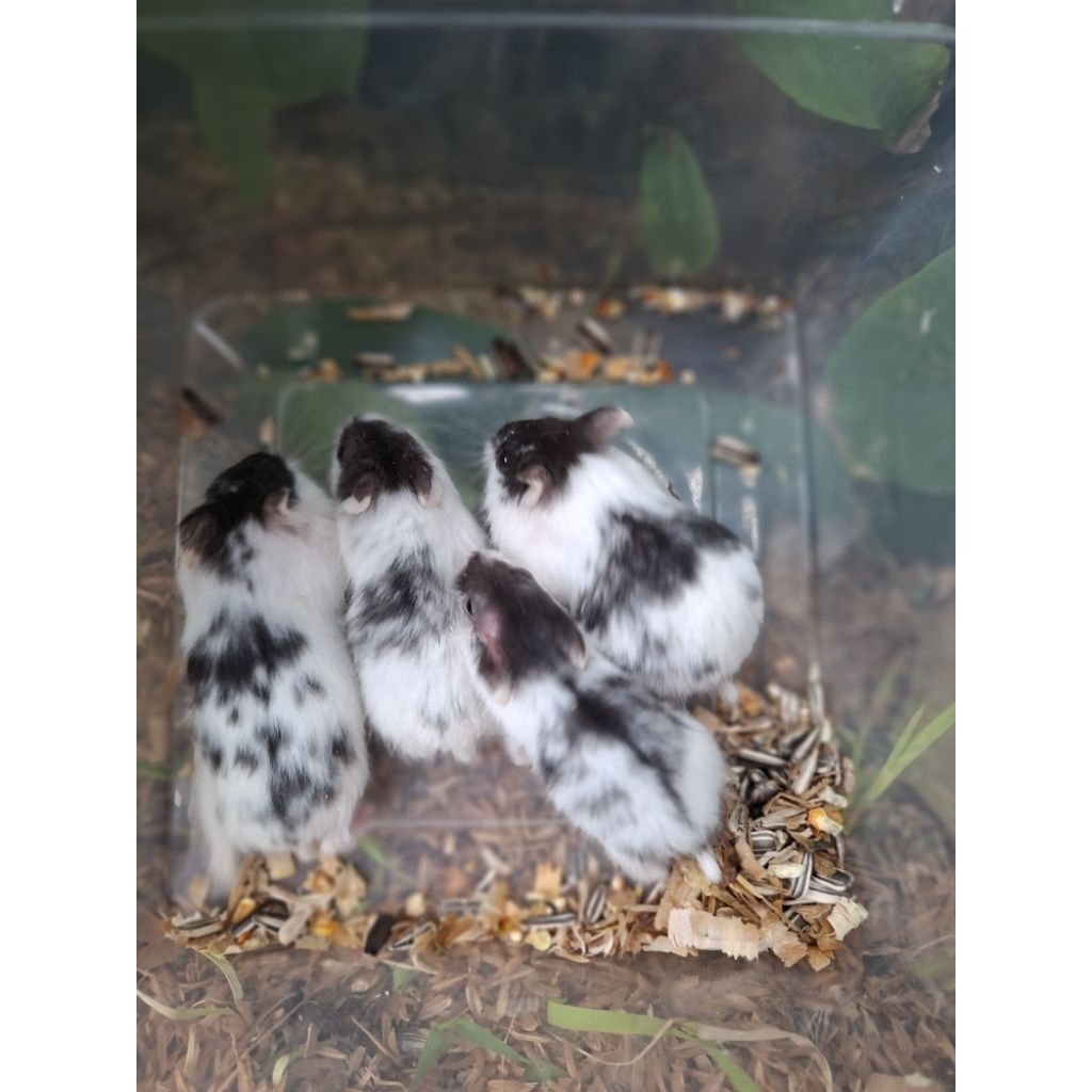 Hamster Campbel Panda