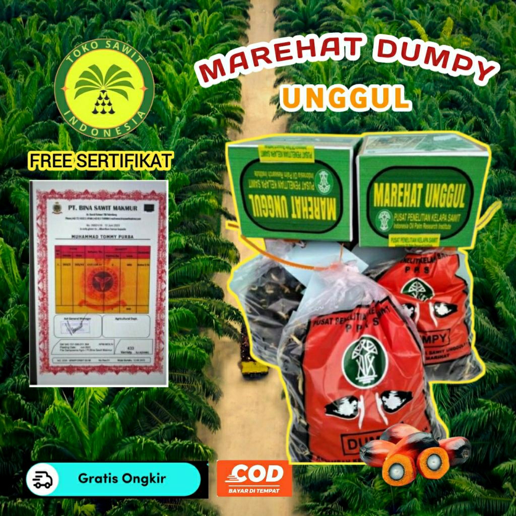 Bibit Sawit PPKS Marehat Dumpy Unggul Bersertifikat Sudah Berkacambah