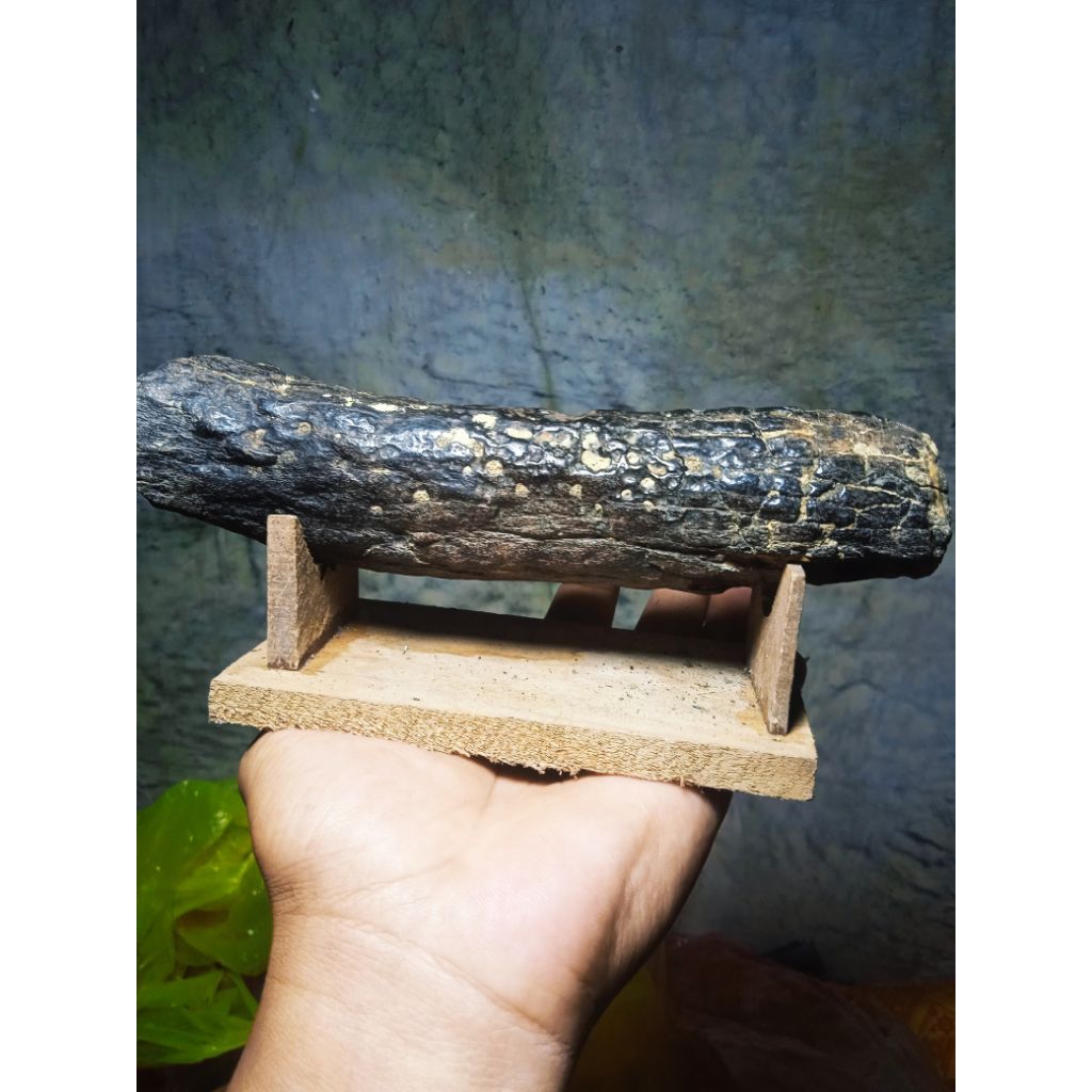 tin...ja mnusia purba full membatu brusia lbih 800rb tahun yg lalu