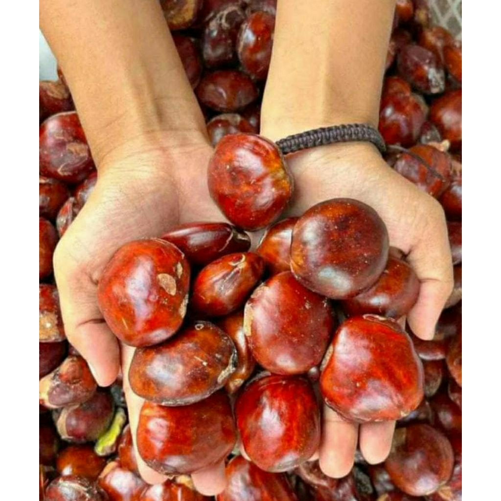 jengkol tua -tua 1 kg