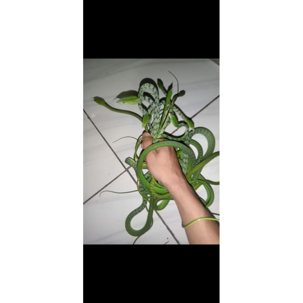 ULAR PUCUK AHAETULLA UKURAN KECIL
