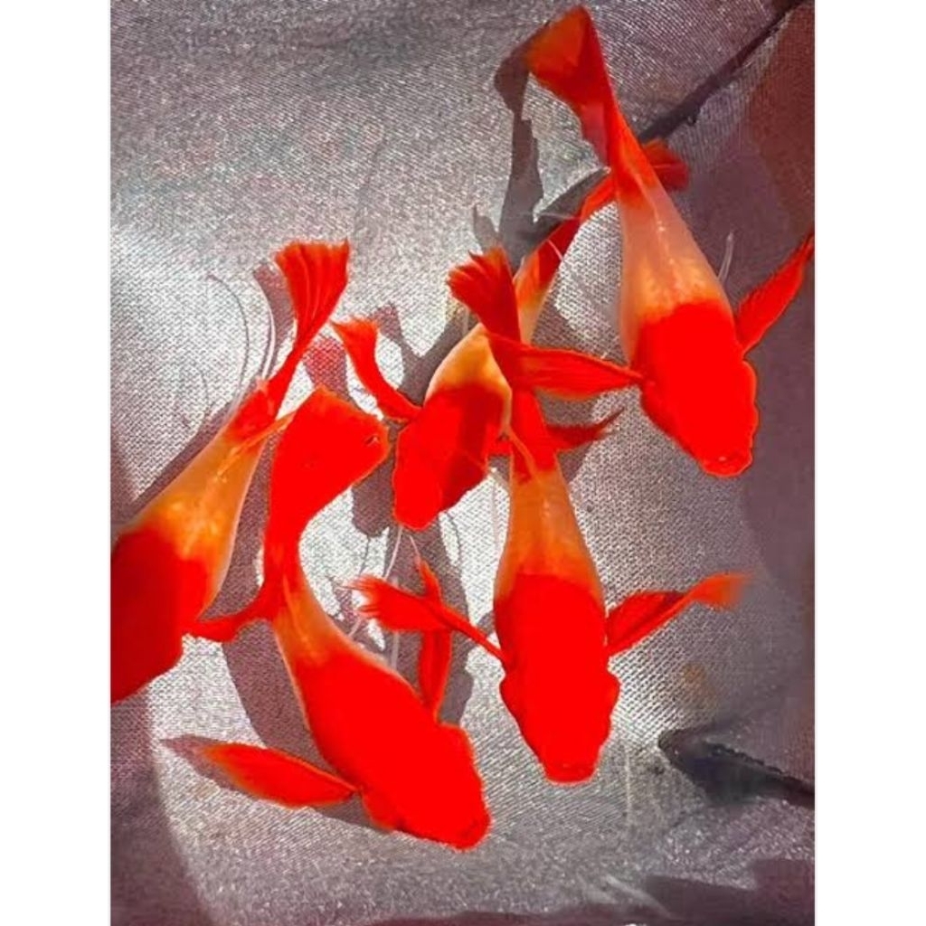 basreng Guppy albino koi red ear ribbon 1psg