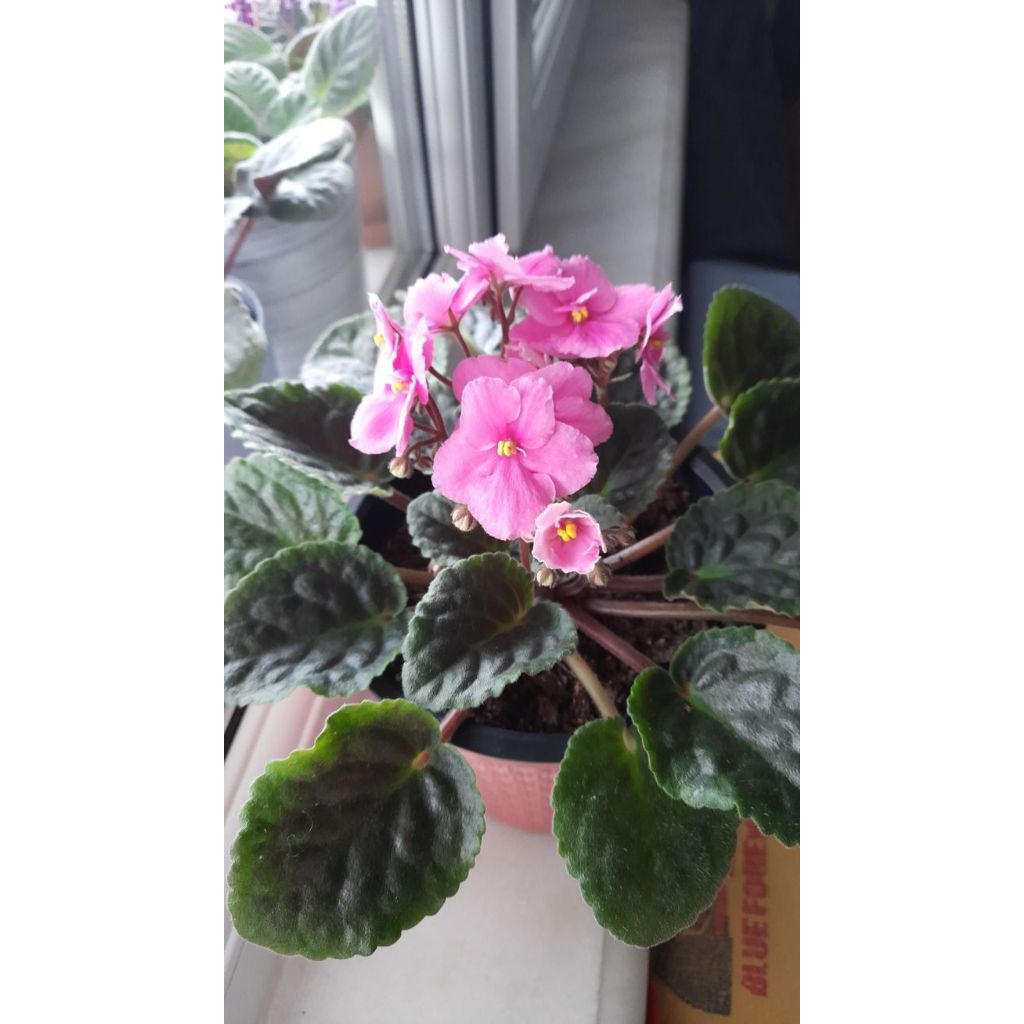 Tanaman Violet Afrika (Saintpaulia ionantha),