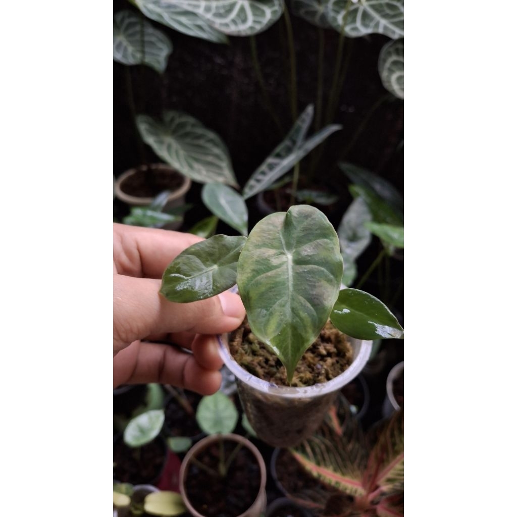 alocasia pink dragon