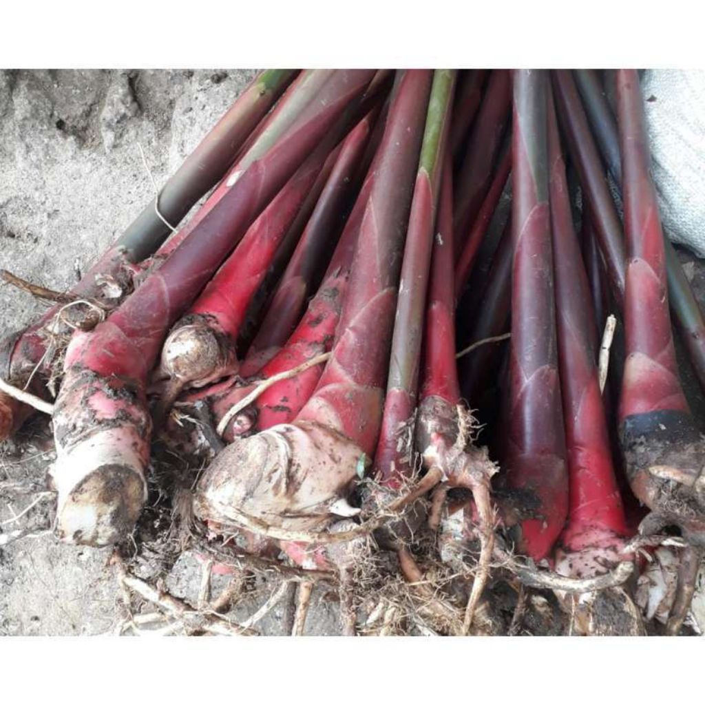 Bibit pohon kecombrang merah segar