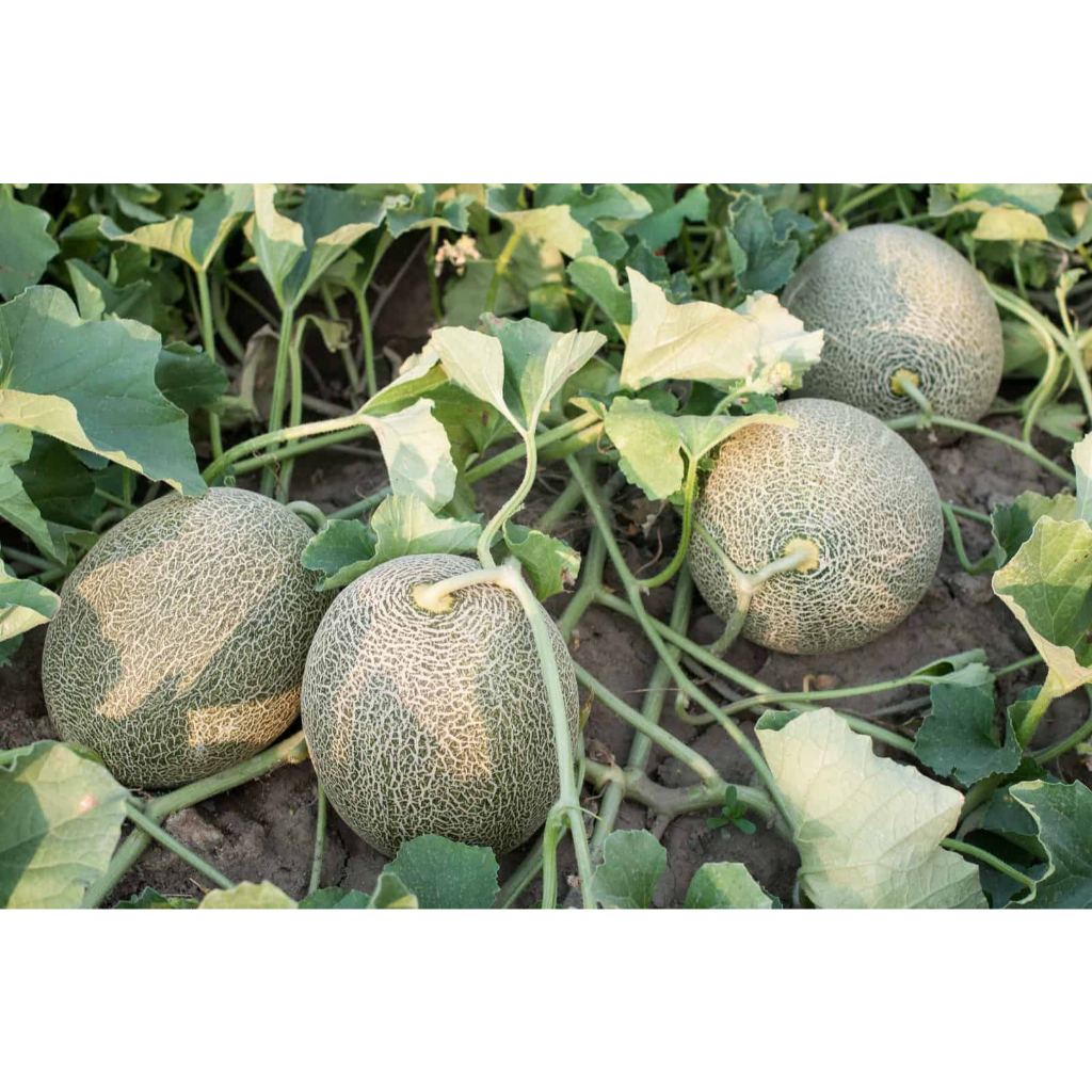 COD AJA - Bibit Melon Jumbo