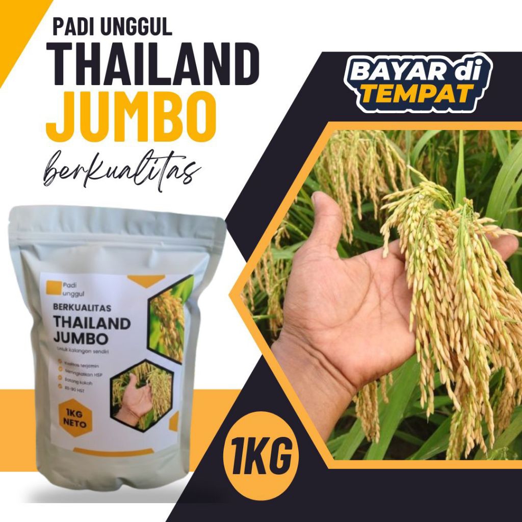 benih padi Thailand jumbo 1kg kualitas mantap