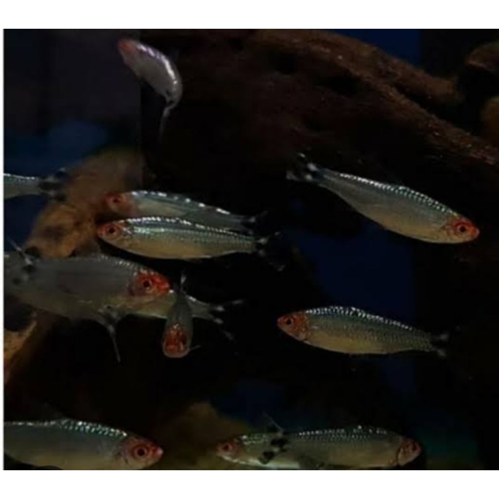 UNIQUE.PS-REDNOSE BERLIAN 2CM