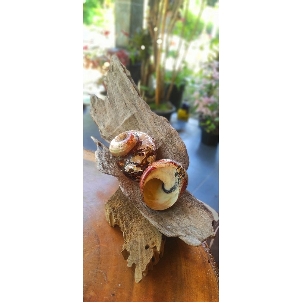 Cangkang Keong turbo sarmaticus