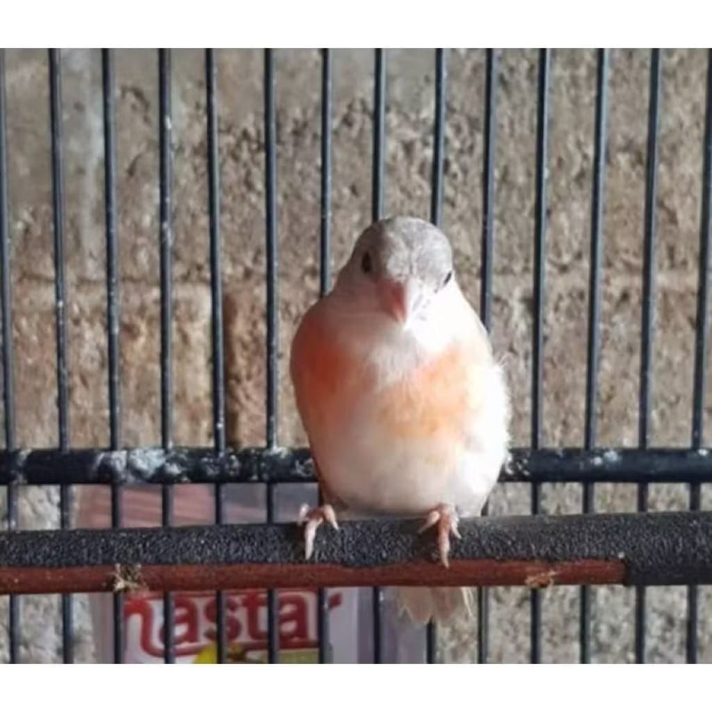 Red siskin double dilut betina siap ternak