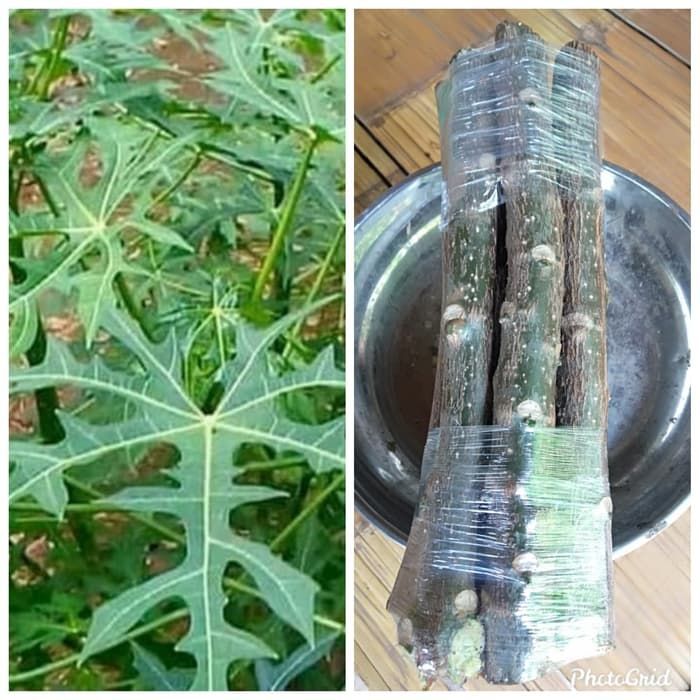 Paket 10 bibit stek batang pepaya jepang / Pohon Pepaya jepang / Tanaman herbal paya jepang